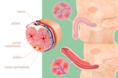 L'anatomie du pénis sur un schéma.