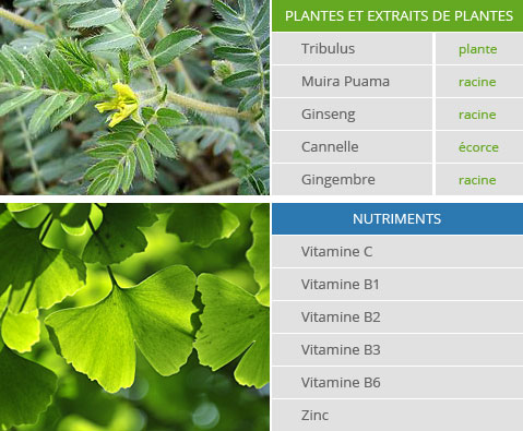 Composition des pilules maleperf